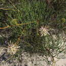 Image of Serruria lacunosa J. P. Rourke