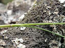 Image of Juncus imbricatus Laharpe