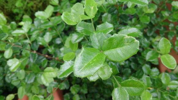 Image of Dwarf Holly