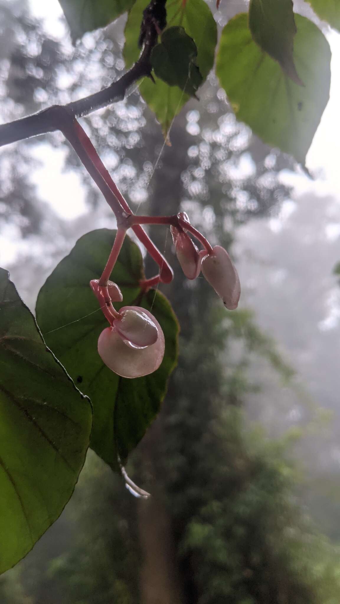 Image of Begonia meyeri-johannis Engl.