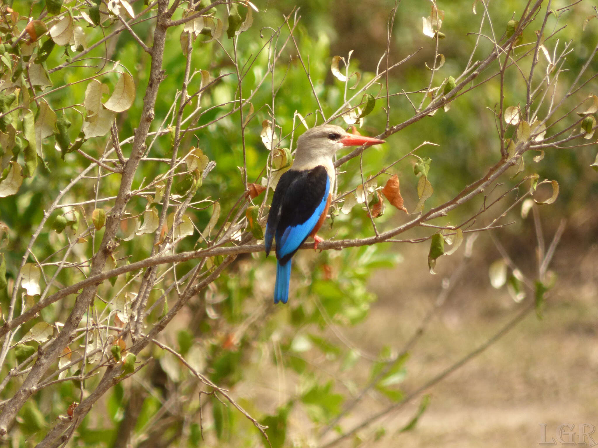 Image of Chestnut-bellied Kingfisher