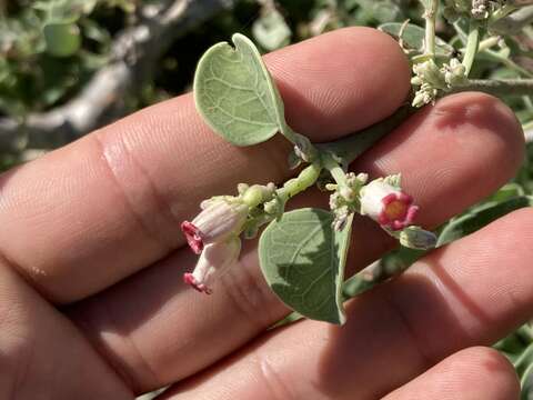 Jatropha canescens (Benth.) Müll. Arg.的圖片