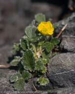 Image of villous cinquefoil