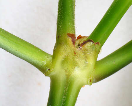 Image of Palicourea caerulea (Ruiz & Pav.) Schult.