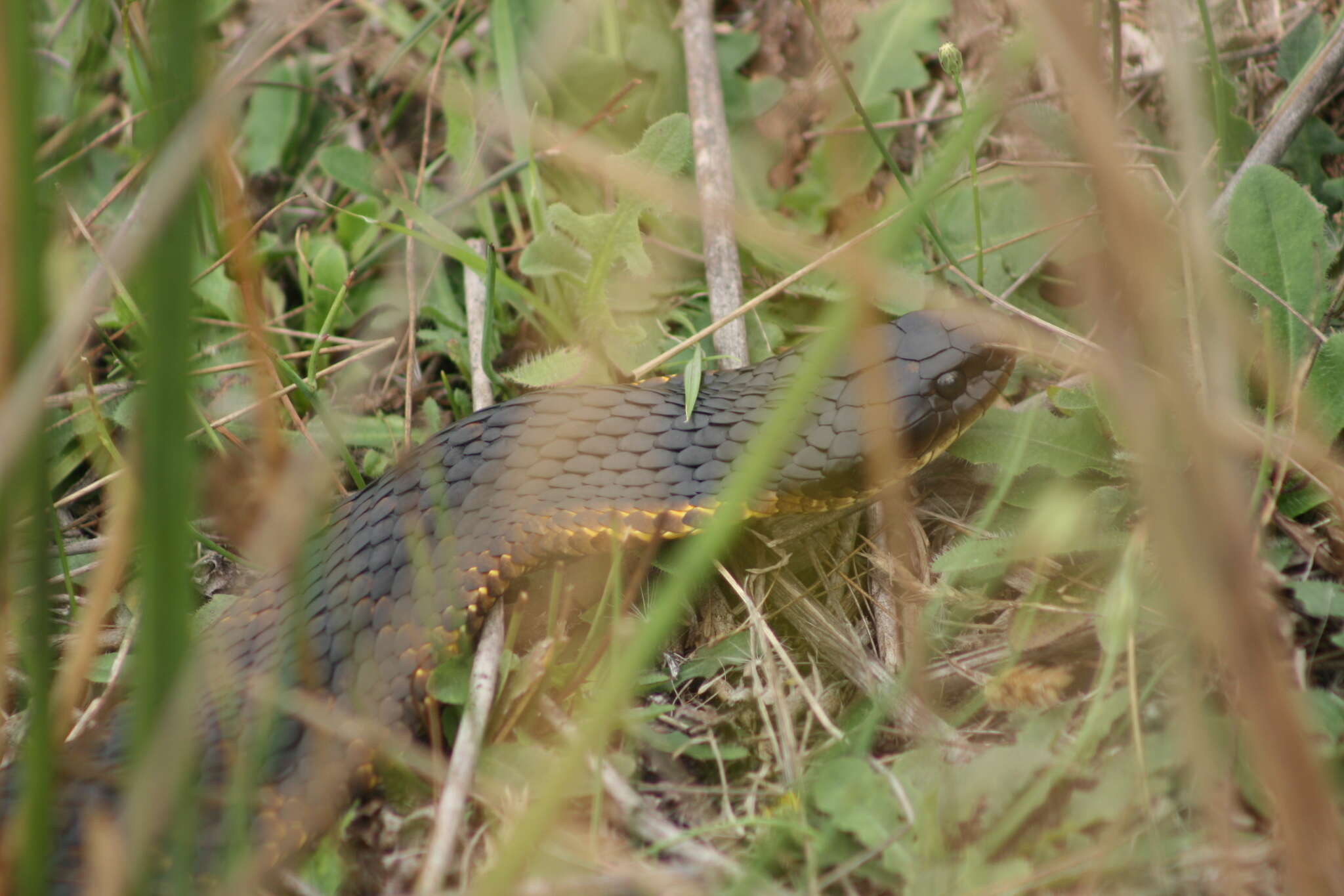 Notechis scutatus occidentalis Glauert 1948的圖片