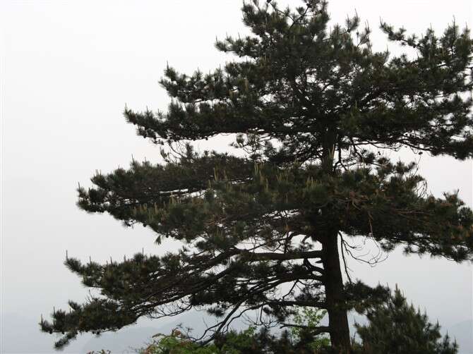 Image of Huangshan Pine