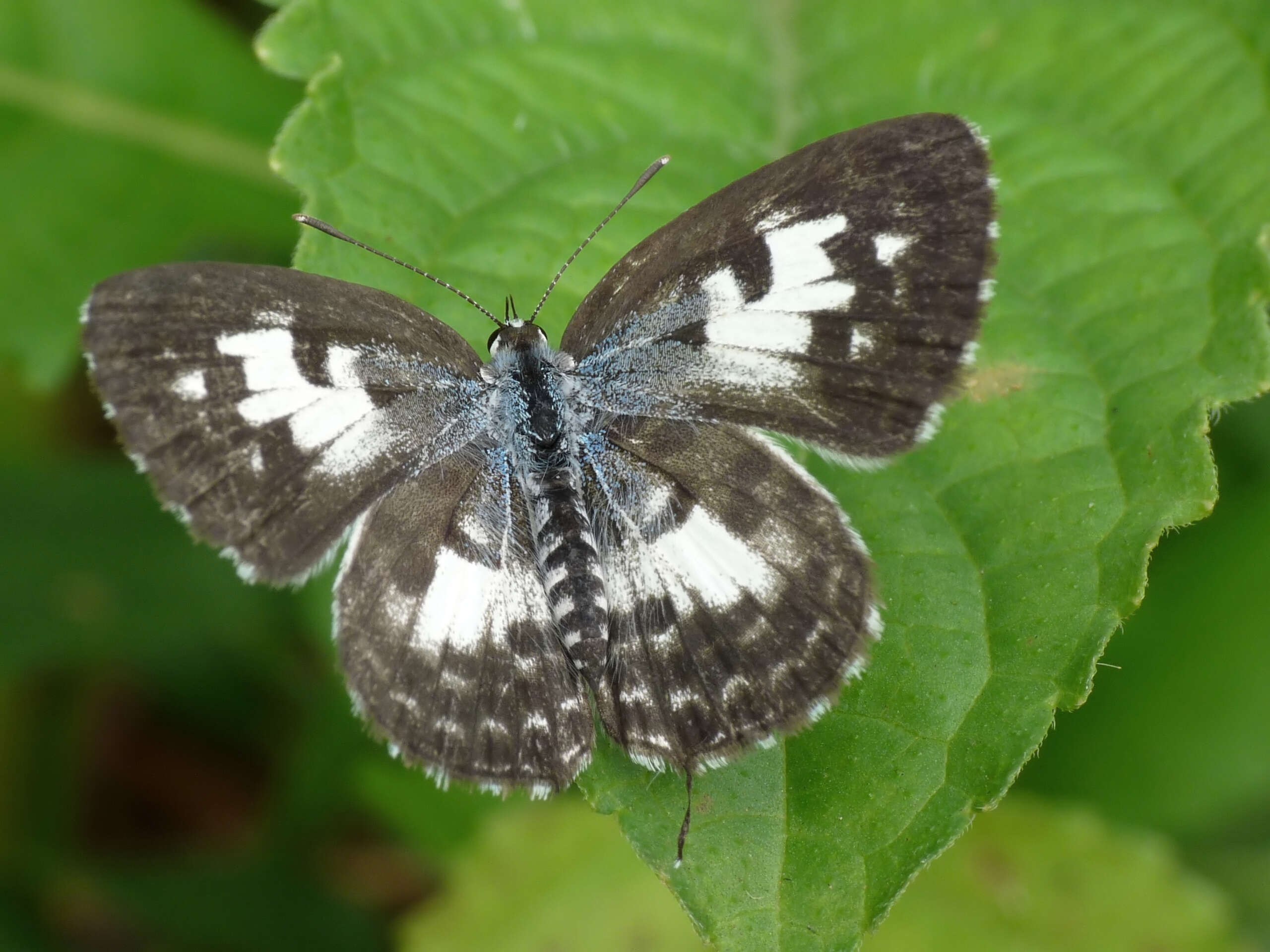 Image of Common Pierrot