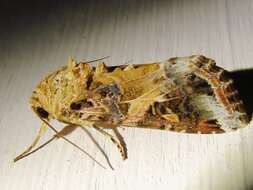 Image of Yellow-striped Armyworm Moth