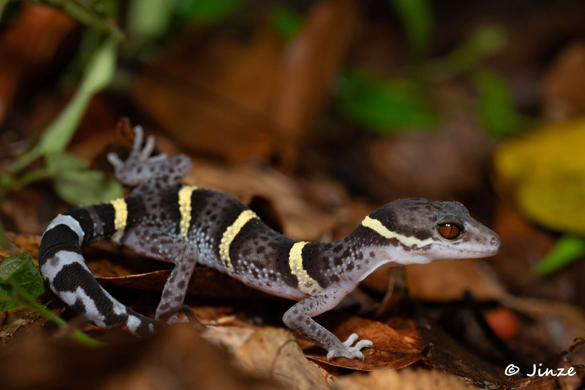 Image of Hainan Cave Gecko