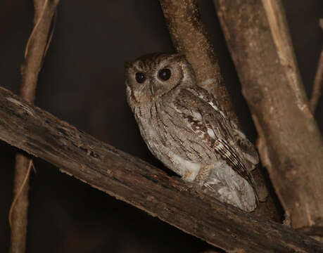 Image of Balsas Screech Owl