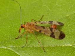 Image of Panorpa debilis Westwood 1846