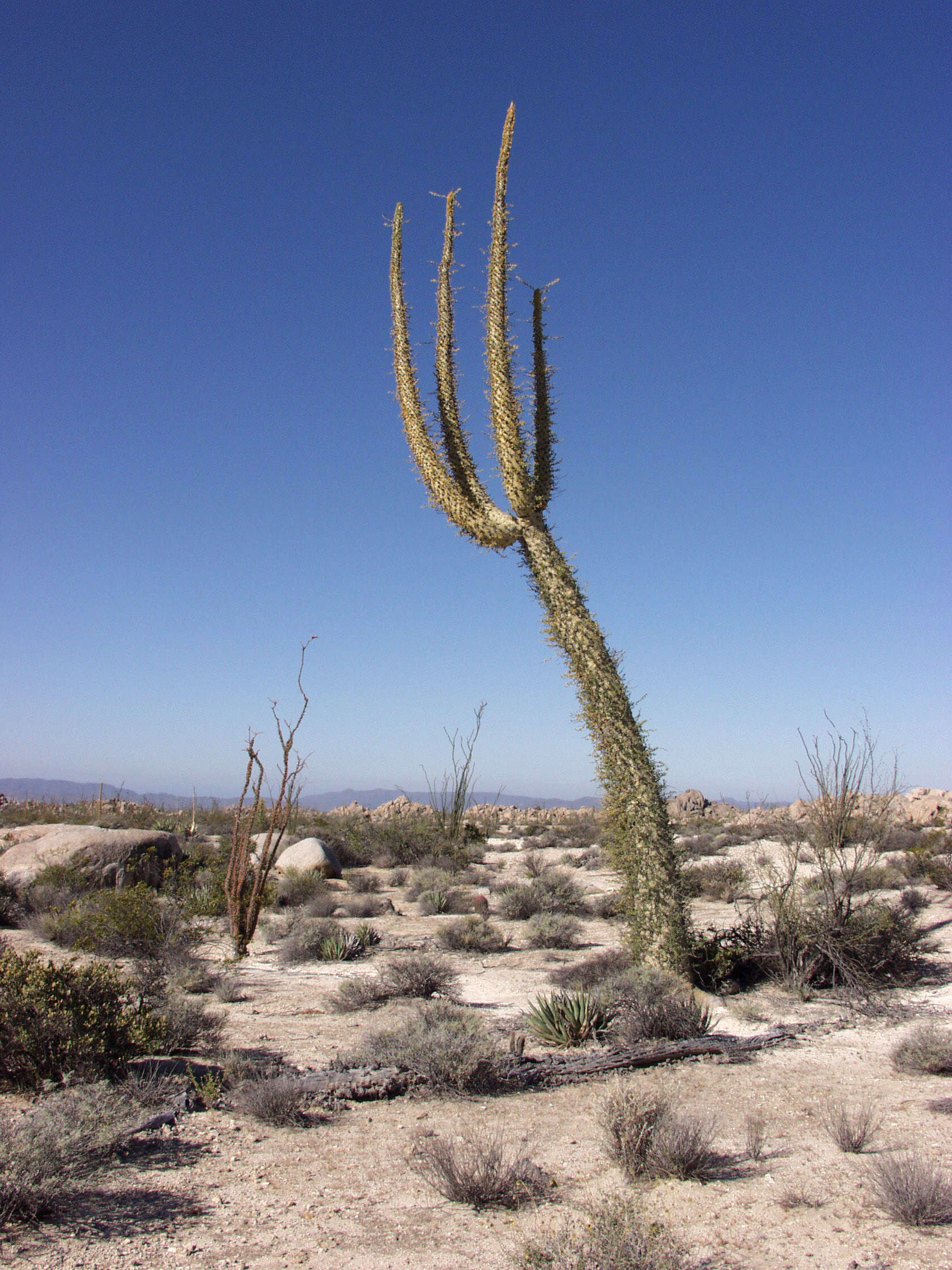 Image of boojum tree