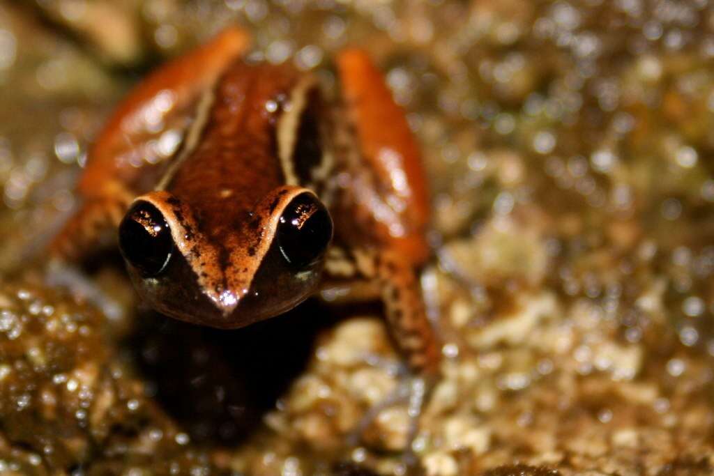 صورة Eleutherodactylus richmondi Stejneger 1904