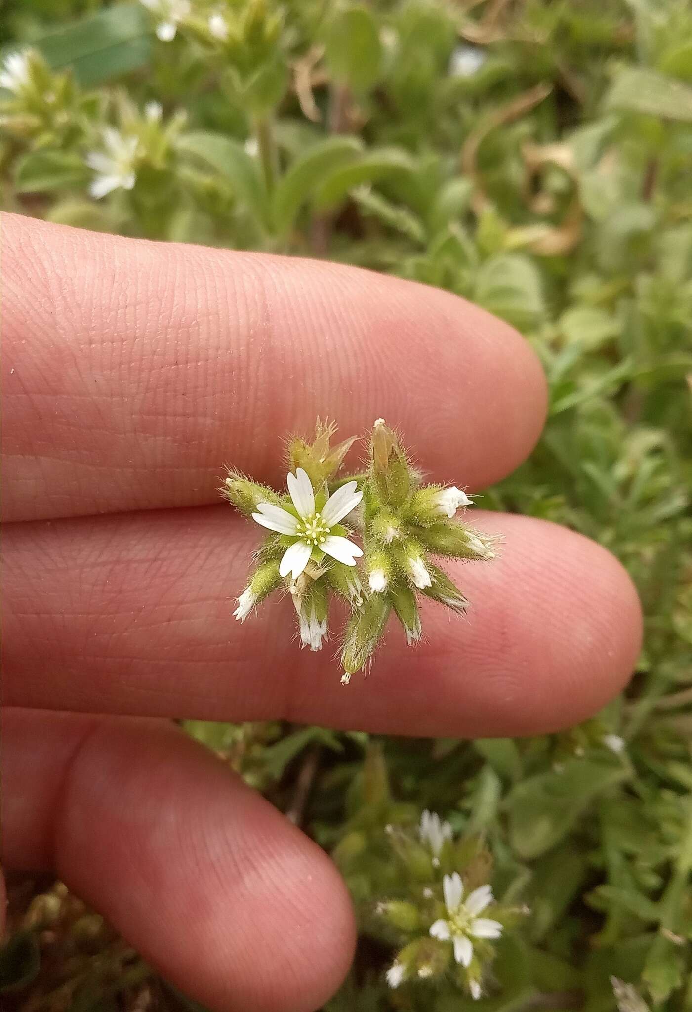 Image of Cerastium junceum Möschl.