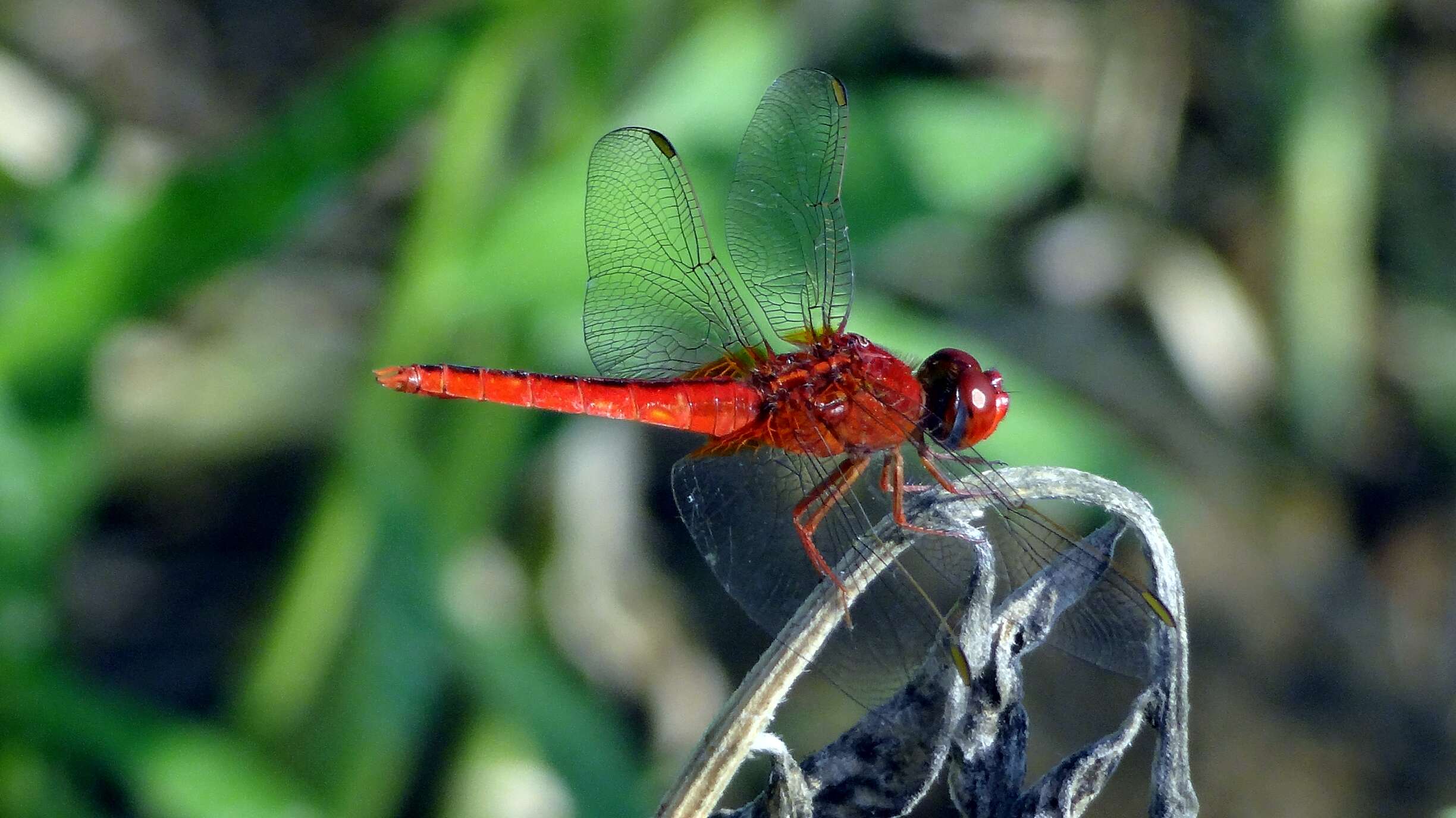 Imagem de Trithemis kirbyi Selys 1891