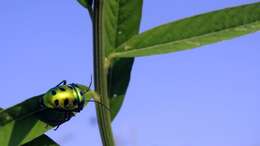 Image of <i>Chrysocoris stollii</i>