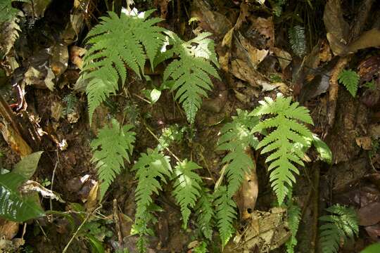 Слика од Hypoderris brauniana (H. Karst.) F. G. Wang & Christenh.