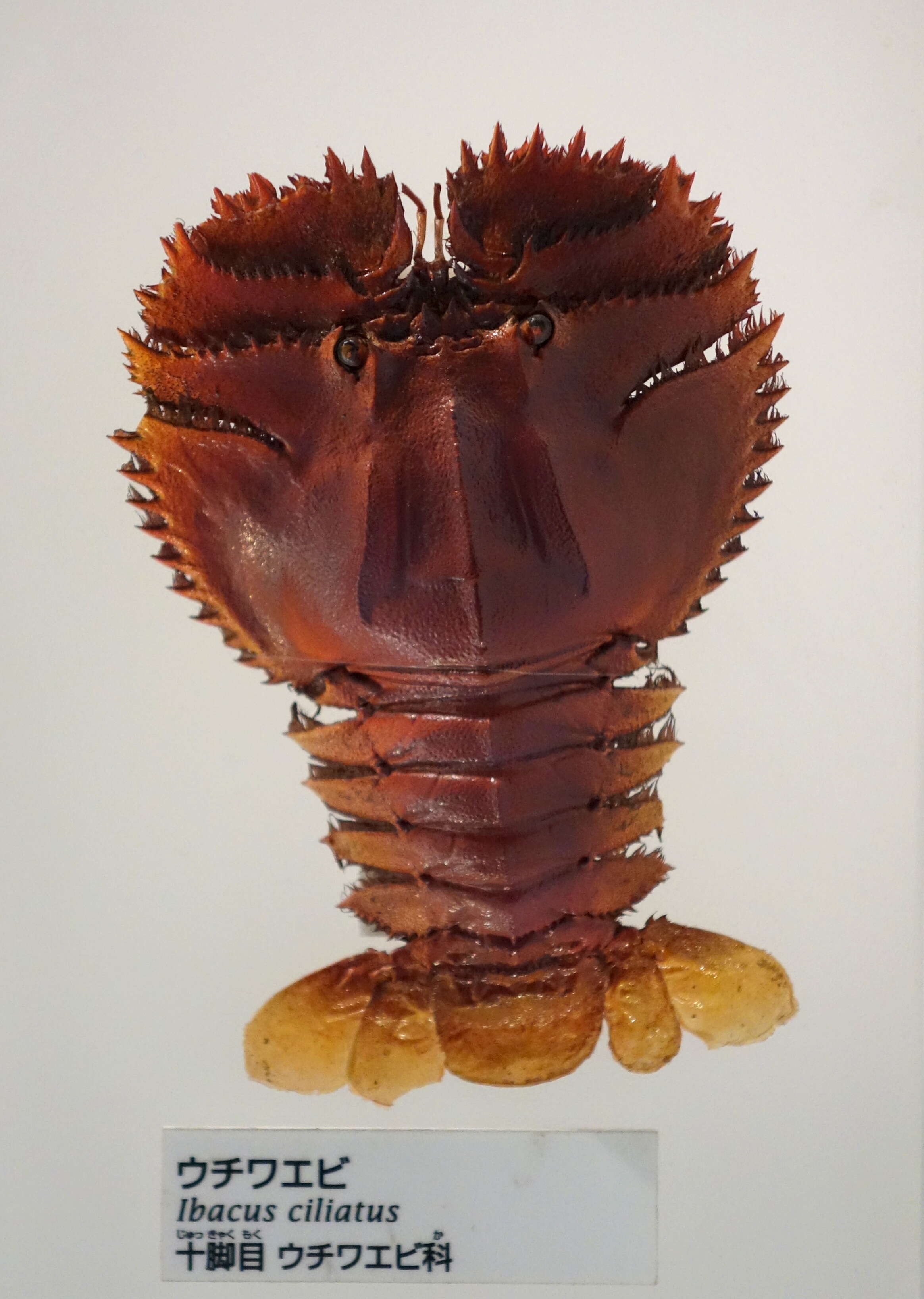 Image of Japanese Fan Lobster