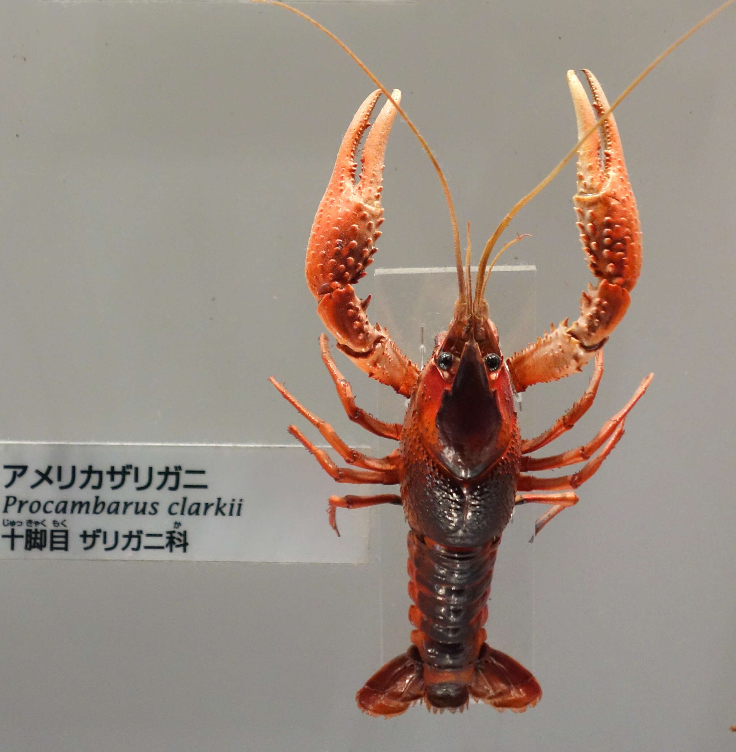 Imagem de Procambarus clarkii