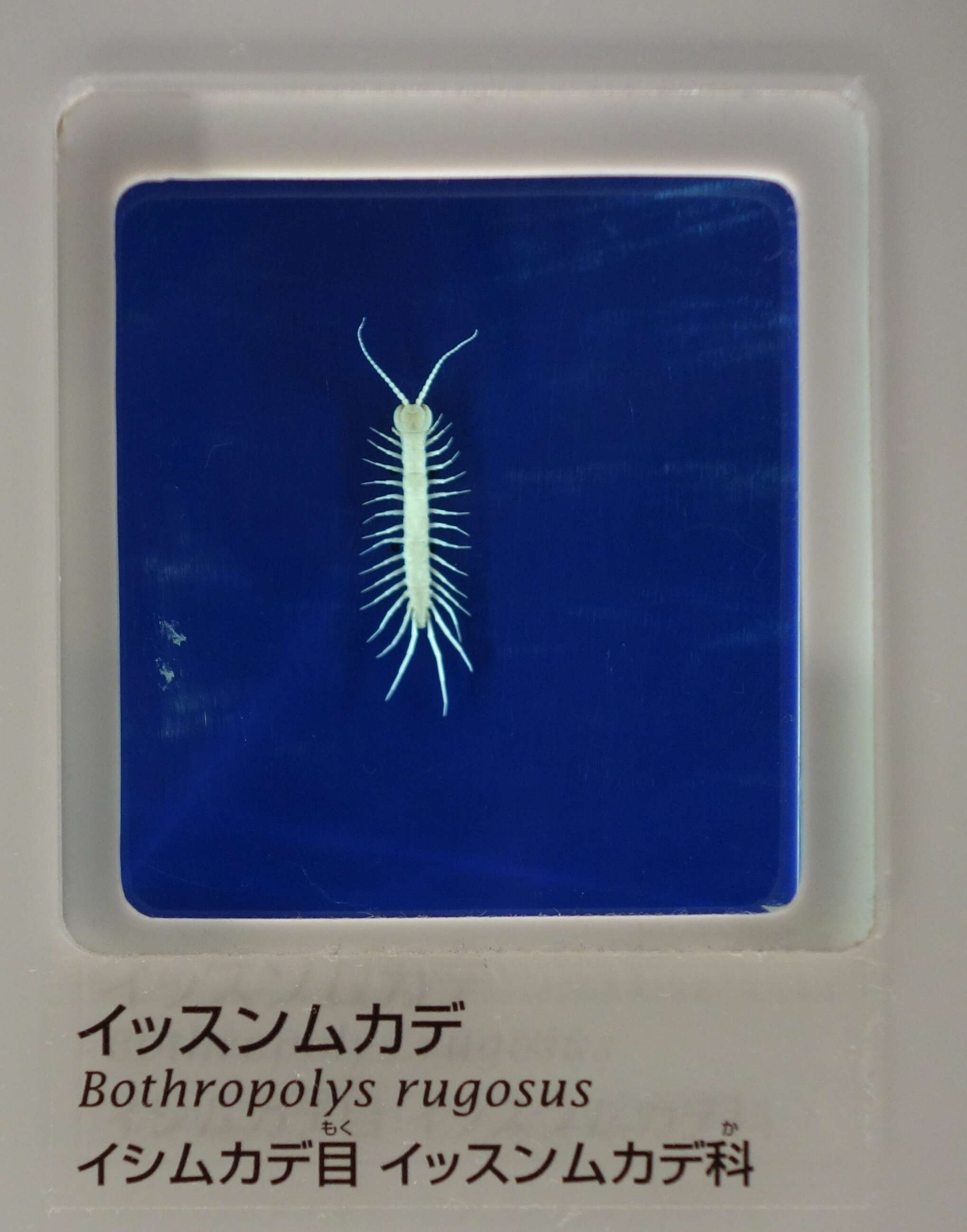 Image of garden centipedes