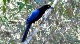 Image of Purplish-backed Jay