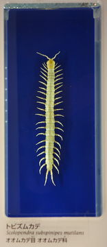 Image of <i>Scolopendra subspinipes mutilans</i>
