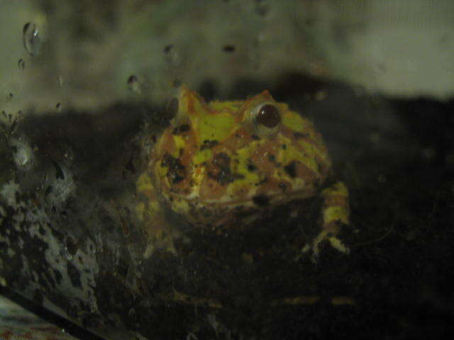 Image of Common Horned Frogs