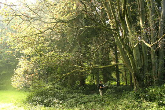 Image of Common Whitebeam