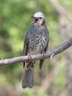 Image of Brown-eared Bulbul