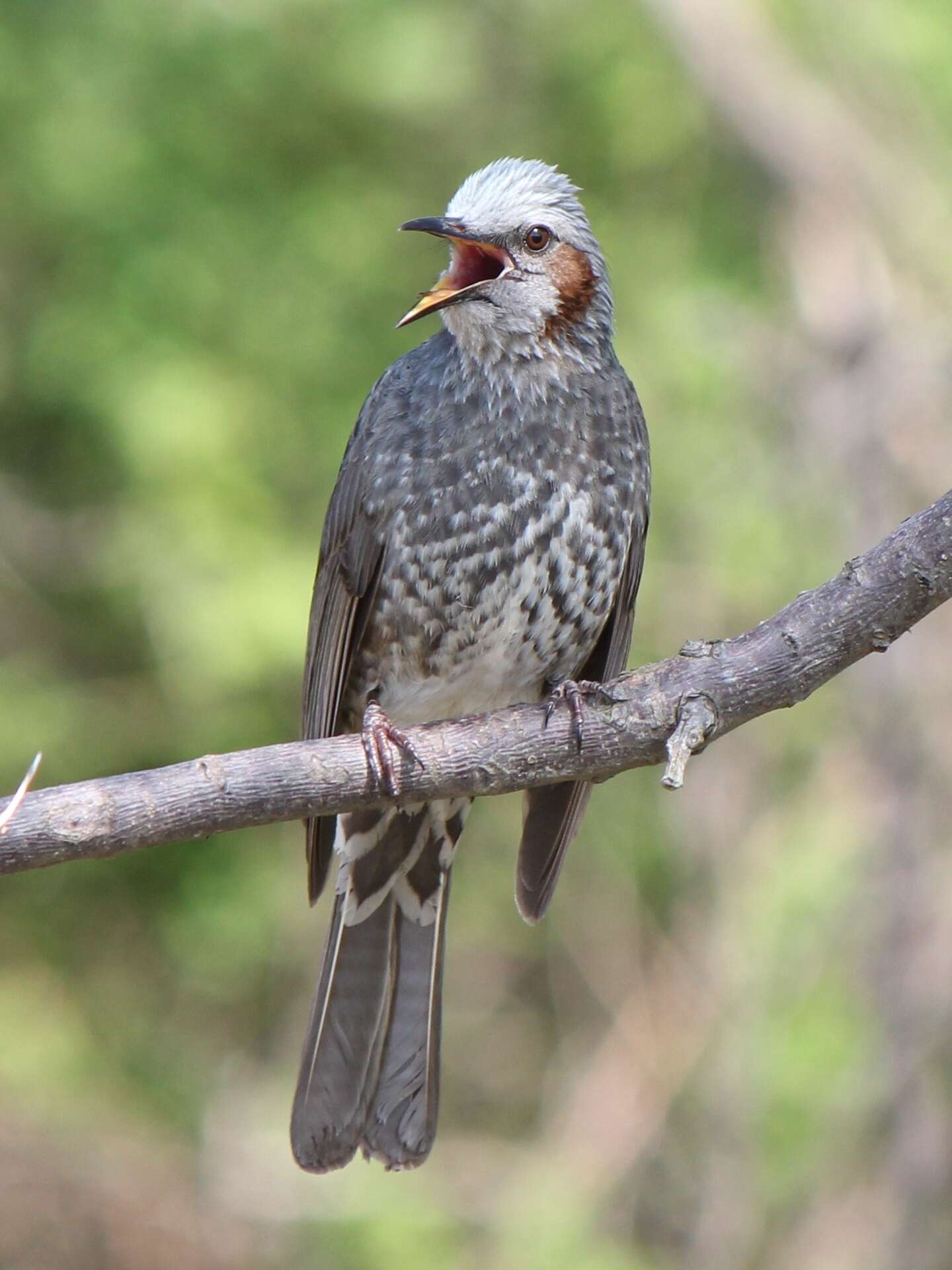 Image of Brown-eared Bulbul