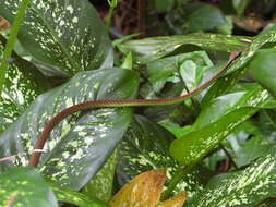 Image of Beautiful Bronzeback Tree Snake