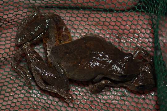 Image of Spring Peeper