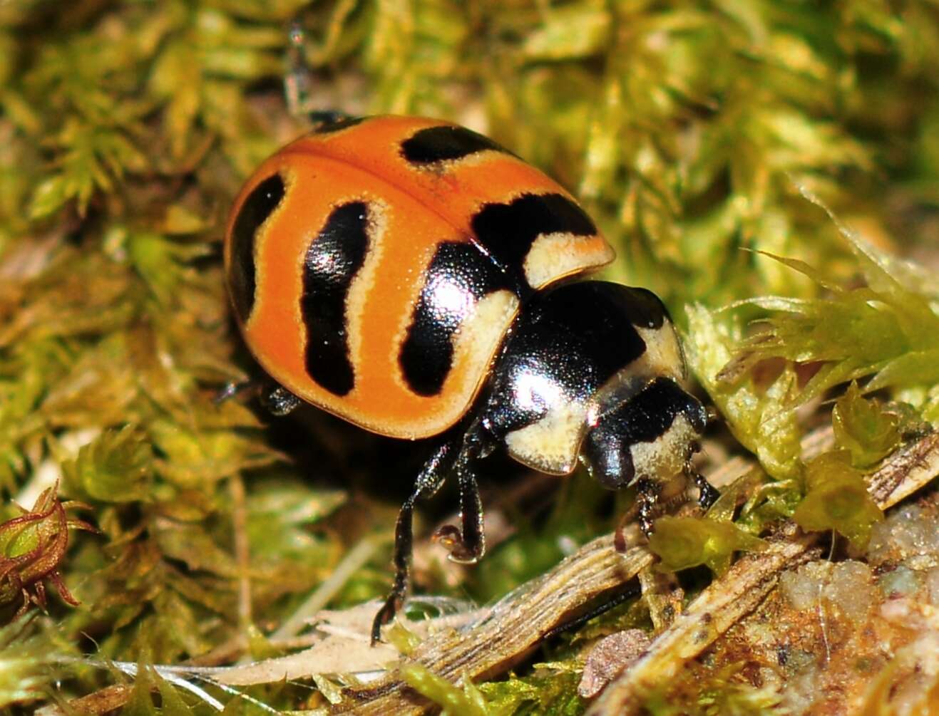 Image of Coccinella trifasciata perplexa Mulsant 1850