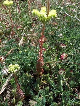 Image of Petrosedum sediforme (Jacq.) V. Grulich