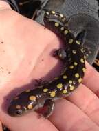 Слика од Ambystoma maculatum (Shaw 1802)