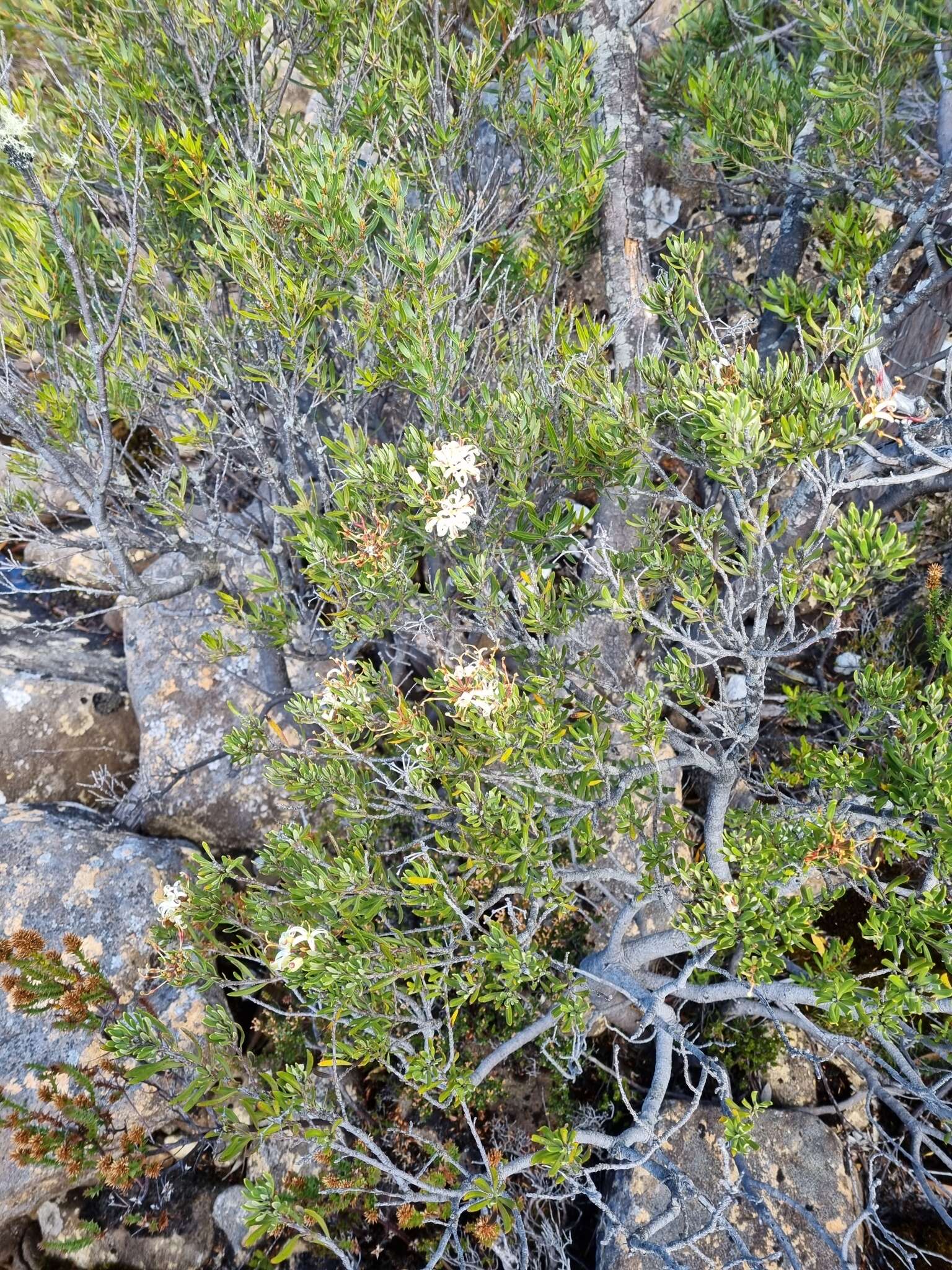 Plancia ëd Lomatia polymorpha R. Br.