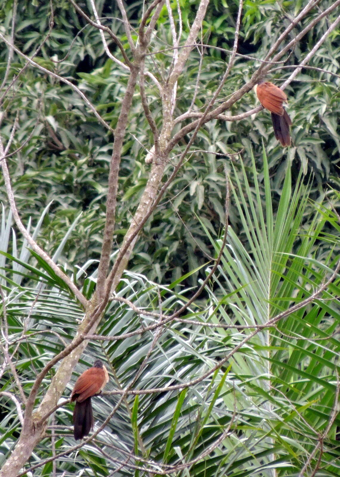 Plancia ëd Centropus senegalensis (Linnaeus 1766)