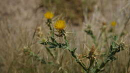 Centaurea pseudosinaica Czer. resmi