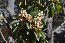 Arbutus xalapensis Kunth resmi