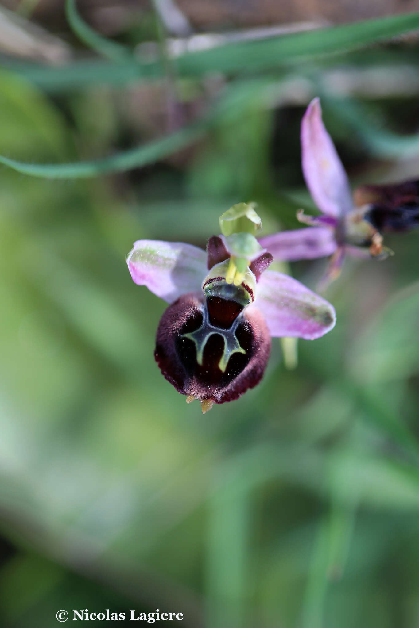 Image of Ophrys argolica subsp. argolica