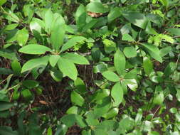 Image of Litsea rotundifolia var. oblongifolia (Nees) C. K. Allen