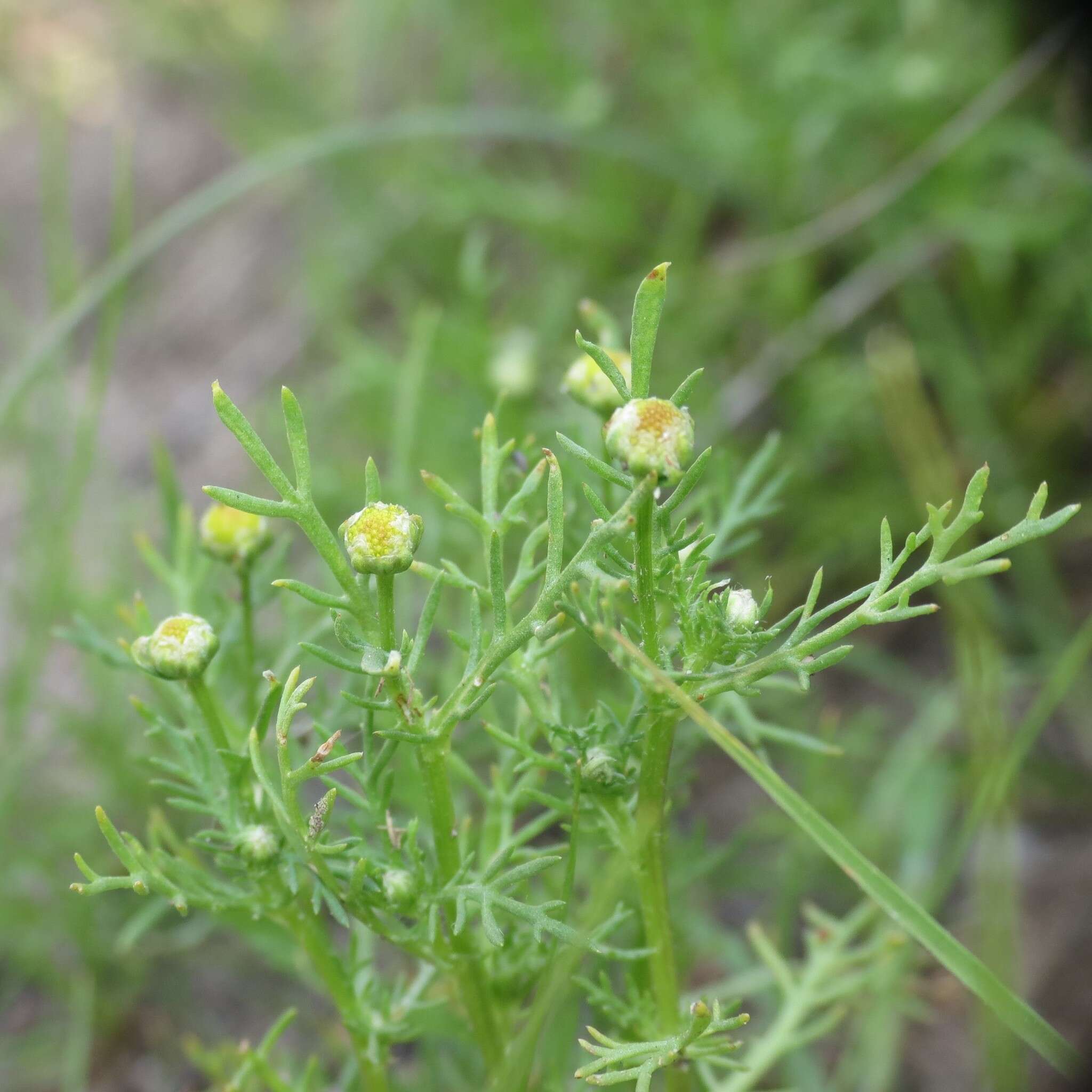 Imagem de Matricaria occidentalis Greene