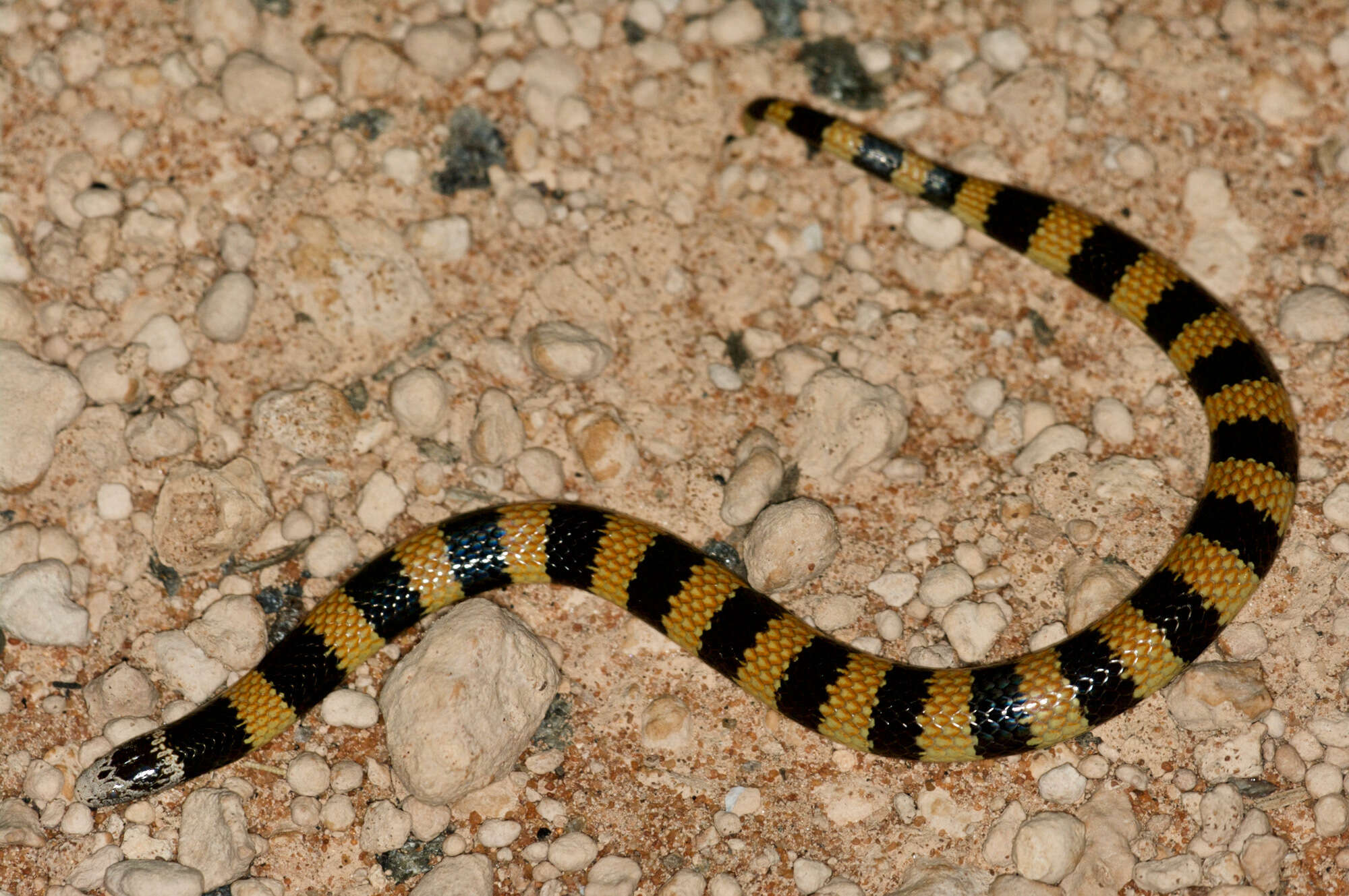 Image of Desert Banded Snake