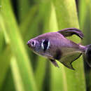 Image of Black phantom tetra