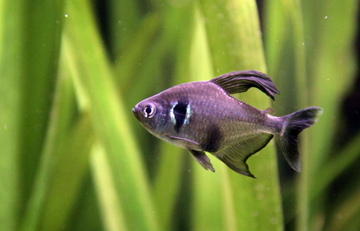 Image of Black phantom tetra