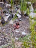 Image of Drimia salteri (Compton) J. C. Manning & Goldblatt