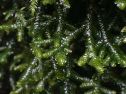 Image of Cliff Scalewort