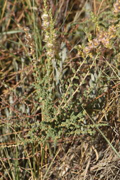 Image of Nitrosalsola vermiculata (L.) Theodorova