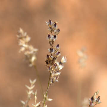 Image of Eriachne mucronata R. Br.