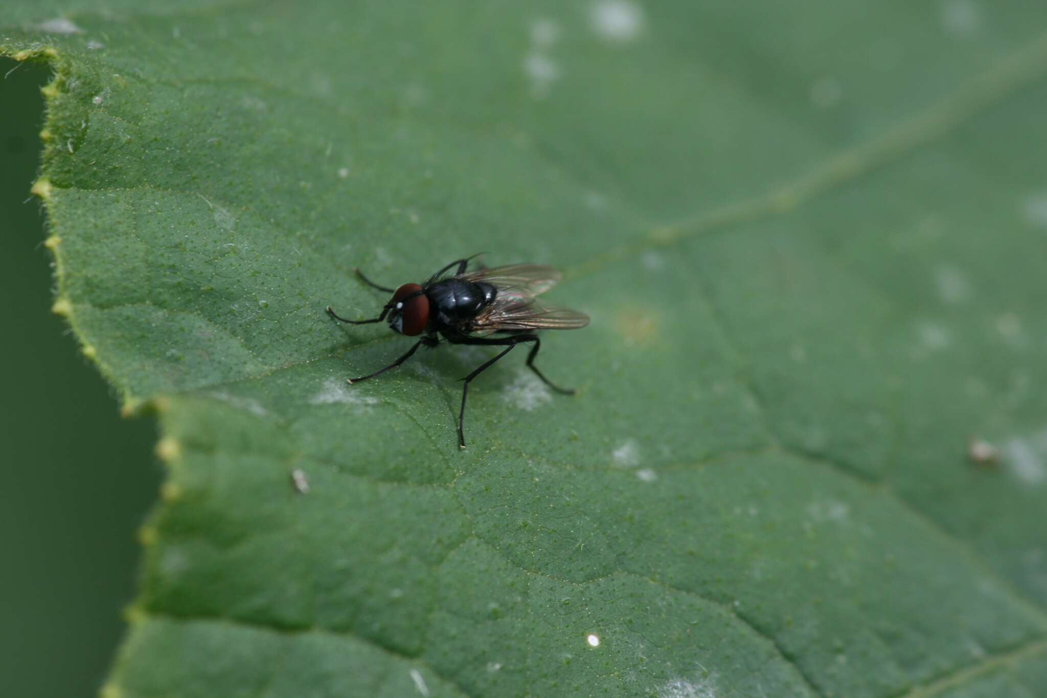 Image of Hydrotaea diabolus (Harris 1780)